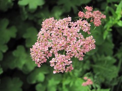 Chaerophyllum roseum