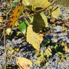 Melampsoridium betulinum