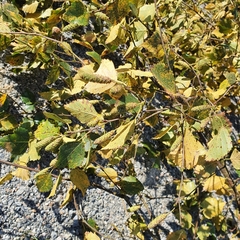 Melampsoridium betulinum