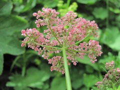 Chaerophyllum roseum