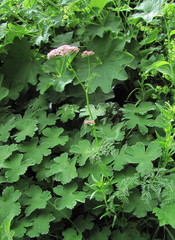 Chaerophyllum roseum