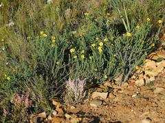 Osteospermum polygaloides
