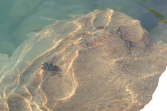 Pachygrapsus marmoratus