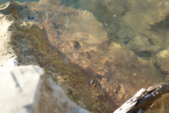 Pachygrapsus marmoratus