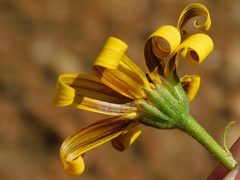 Osteospermum polygaloides