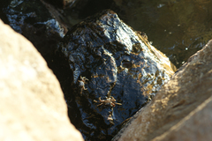 Pachygrapsus marmoratus