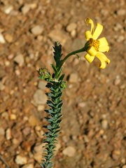 Osteospermum polygaloides