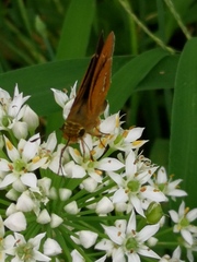 Parnara guttata