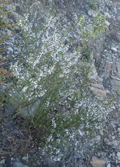 Muraltia juniperifolia
