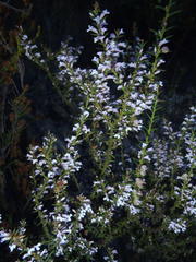 Muraltia juniperifolia