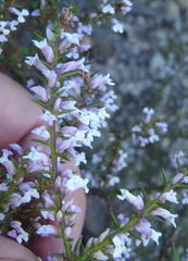 Muraltia juniperifolia