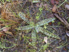 Ledebouria revoluta