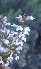 Muraltia juniperifolia