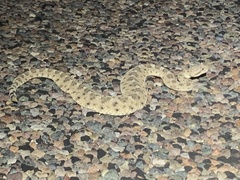 Crotalus cerastes cercobombus