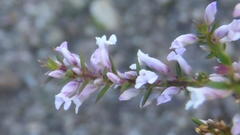 Muraltia juniperifolia