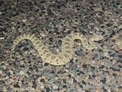 Crotalus cerastes cercobombus