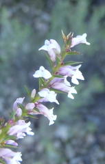 Muraltia juniperifolia