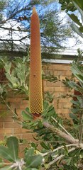 Banksia praemorsa