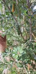 Banksia praemorsa