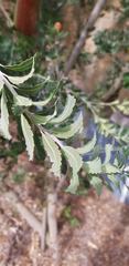 Banksia praemorsa