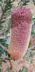 Banksia praemorsa