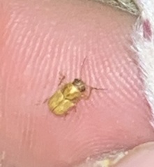 Pachybrachis mellitus