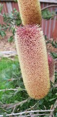 Banksia praemorsa