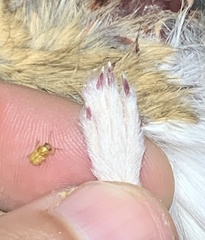 Pachybrachis mellitus