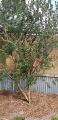Banksia praemorsa
