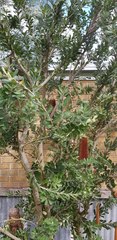 Banksia praemorsa
