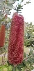 Banksia praemorsa