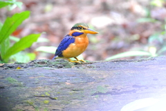 Actenoides concretus