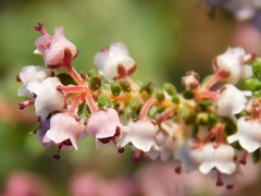 Erica setacea