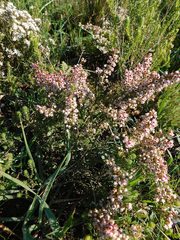Erica setacea