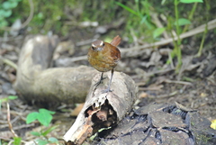 Actenoides concretus