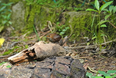 Pnoepyga pusilla