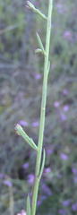 Polygala microlopha microlopha