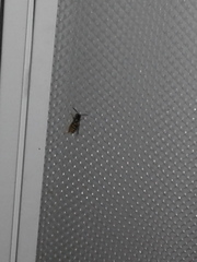 Vespula