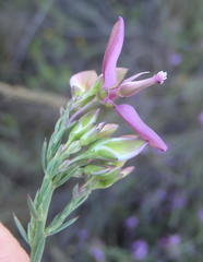 Polygala microlopha microlopha