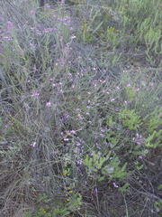 Polygala microlopha microlopha