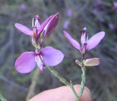 Polygala microlopha microlopha