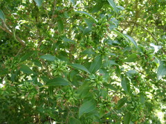 Zabelia mosanensis