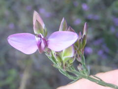 Polygala microlopha microlopha