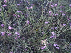 Polygala microlopha microlopha
