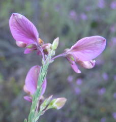 Polygala microlopha microlopha