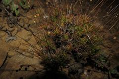 Pharnaceum dichotomum