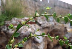 Andrachne telephioides