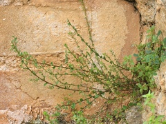 Andrachne telephioides