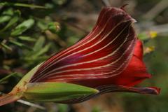 Romulea sabulosa