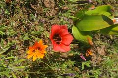 Romulea sabulosa